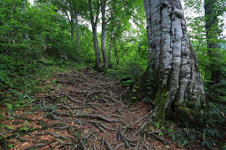 雨飾高原キャンプ場からのブナ林