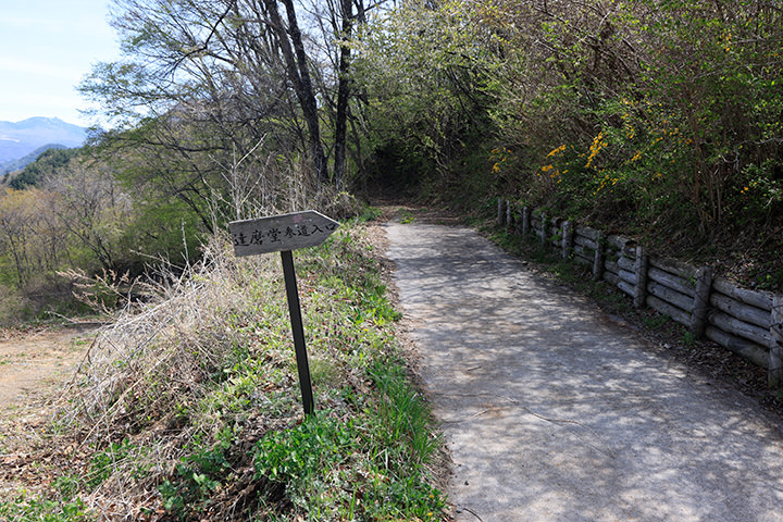 達磨山登山道