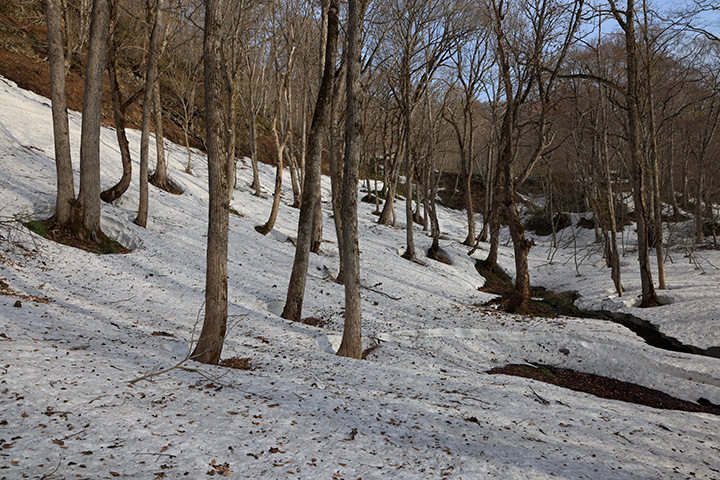 奥裾花自然園から中西山の登山道を登る