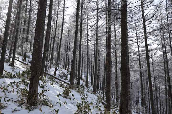 鉢伏山へは無雪期なら車でアクセスが可能