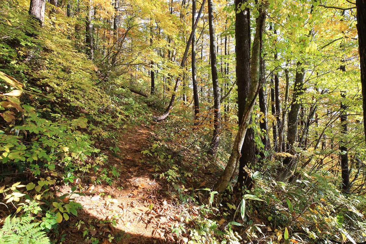 黒姫山のほとんどが落葉樹で覆われている