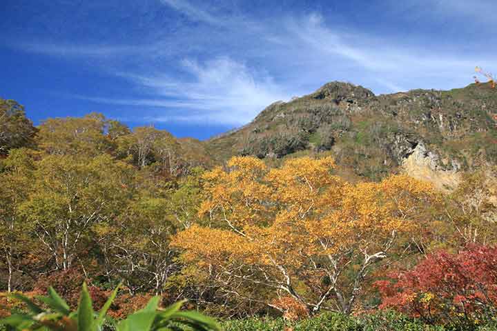 適期は紅葉シーズンといえます