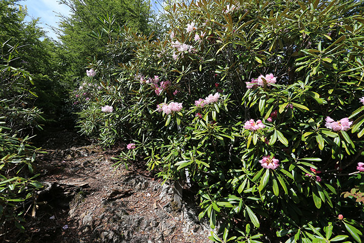 梅雨の前ではシャクナゲが多く咲く