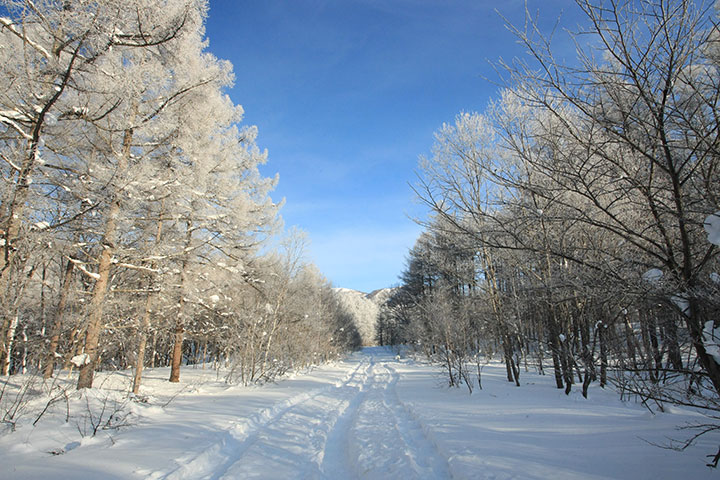 佐渡山はほとんどが笹藪で積雪が少ない時期は踏み抜きが多い