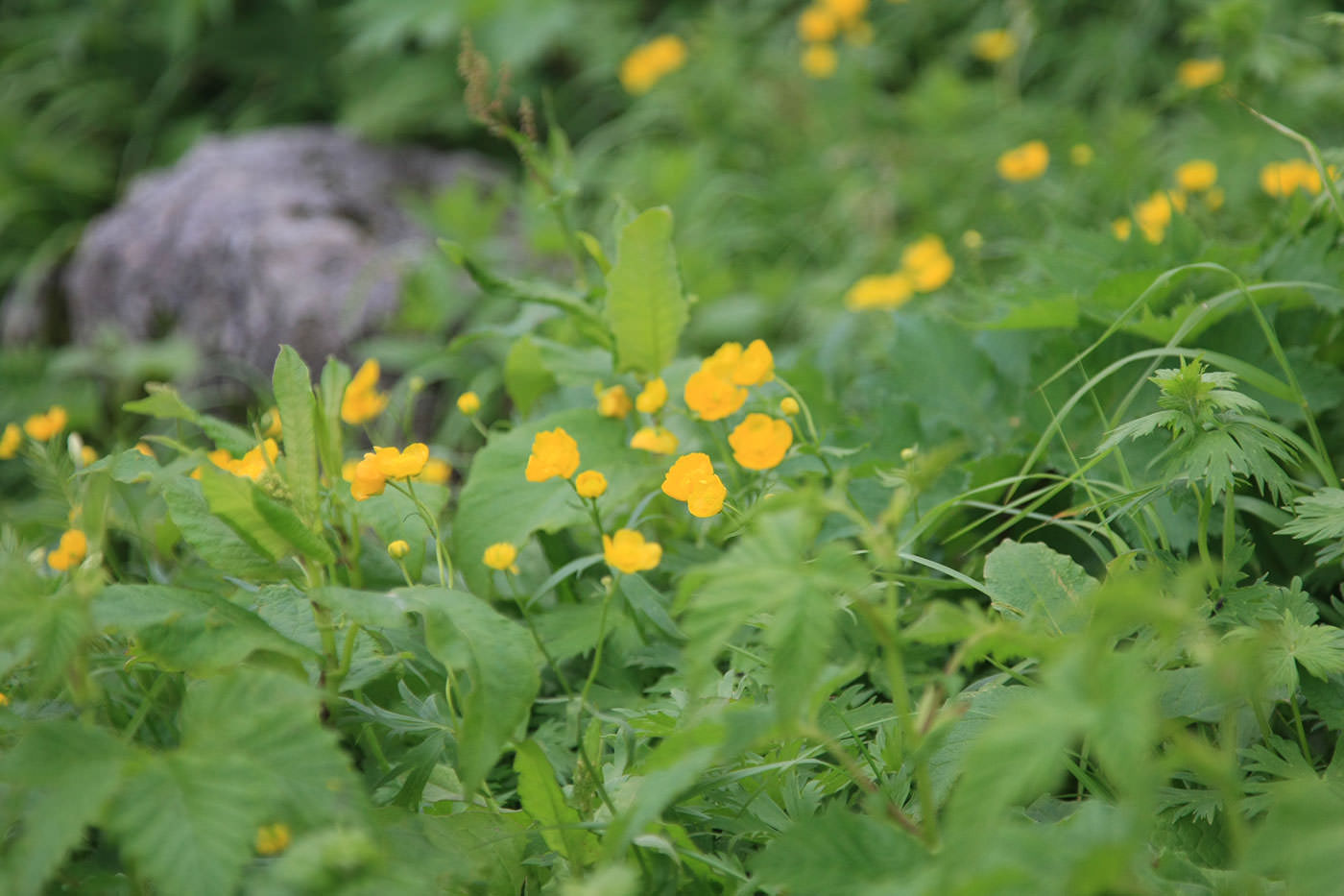 豊富な高山植物