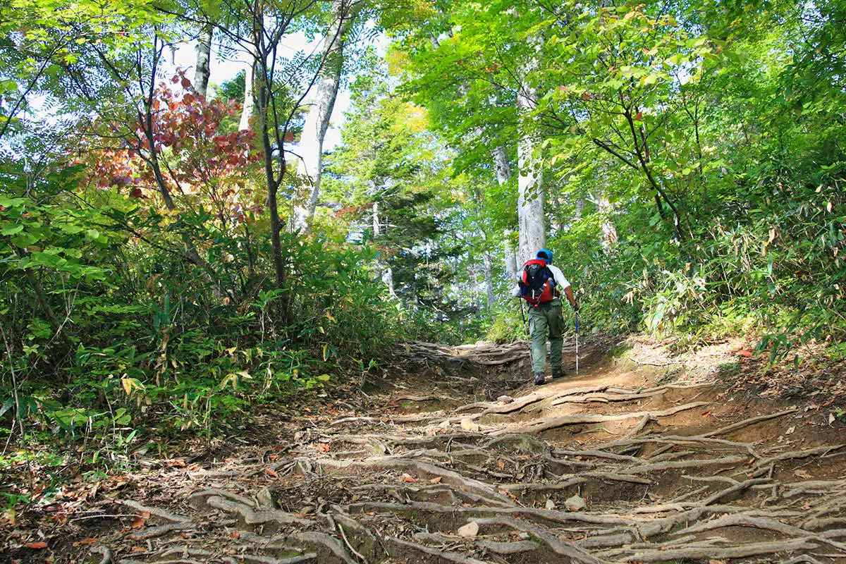 会津駒ヶ岳登山 会津駒ヶ岳-登山道は木の根がいっぱい