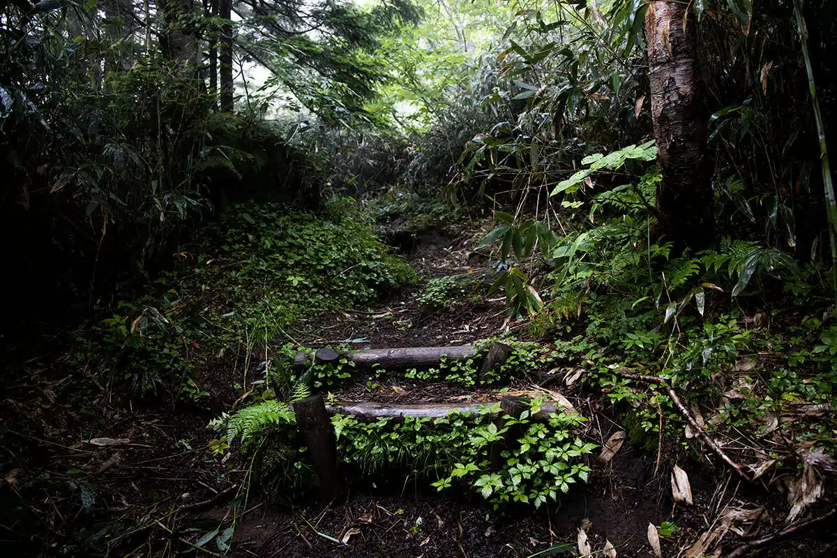 【志賀高原赤石山登山】志賀高原赤石山-雨の森を歩くというのが目的のひとつ