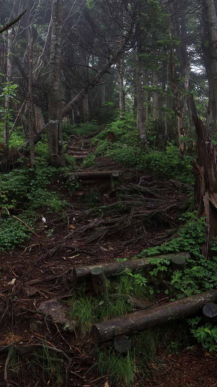 雨の志賀高原ハイキング （7月）｜樹林帯のレイニーハイク
