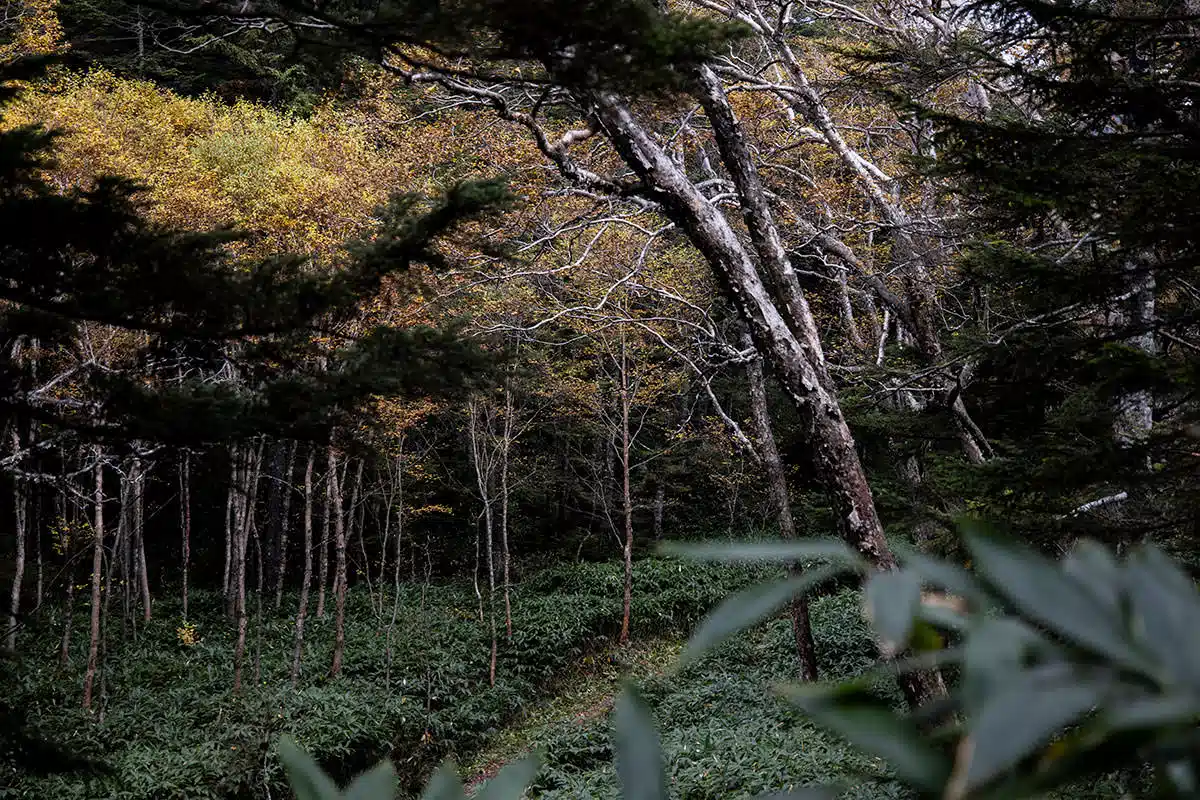 【志賀高原赤石山登山】志賀高原赤石山-四十八池への道から、志賀山への道を見下ろす