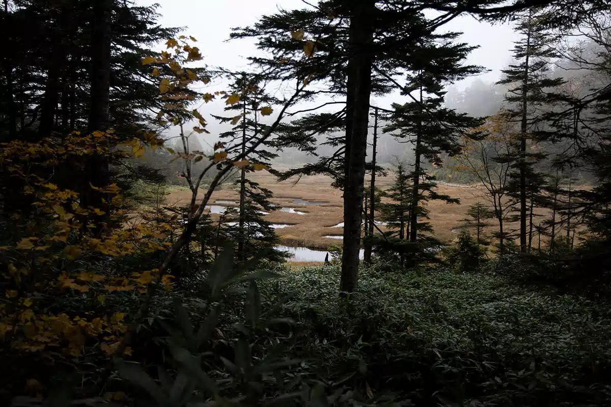 志賀高原赤石山登山 志賀高原赤石山-木の向こうに四十八池が見えた