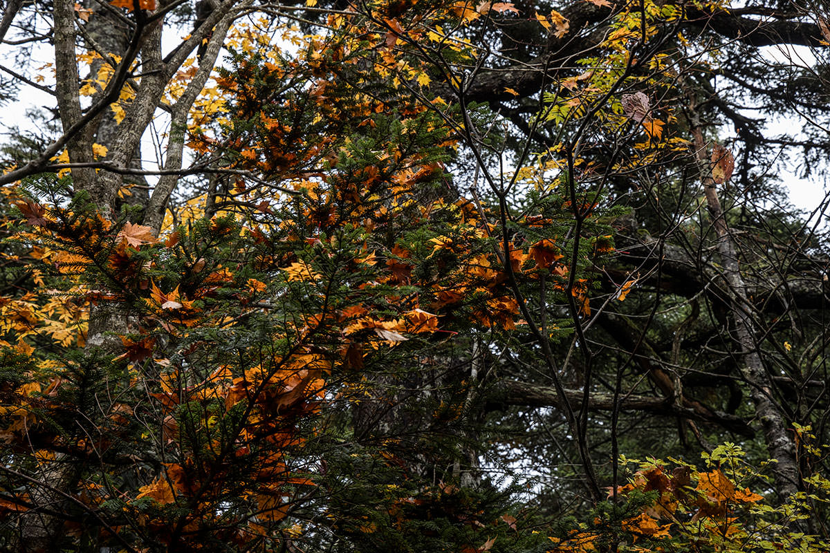 志賀高原赤石山-見上げると葉っぱにも落ち葉