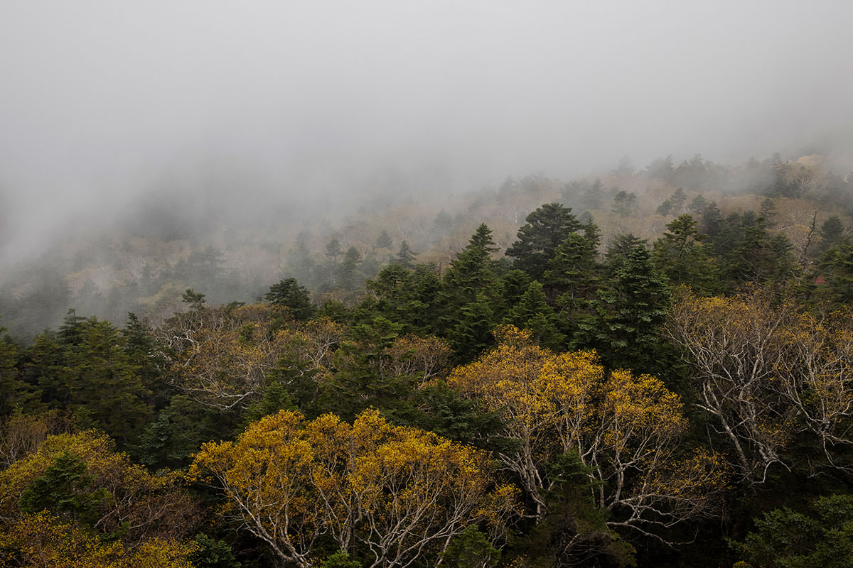 志賀高原赤石山-間近まで雲だらけ