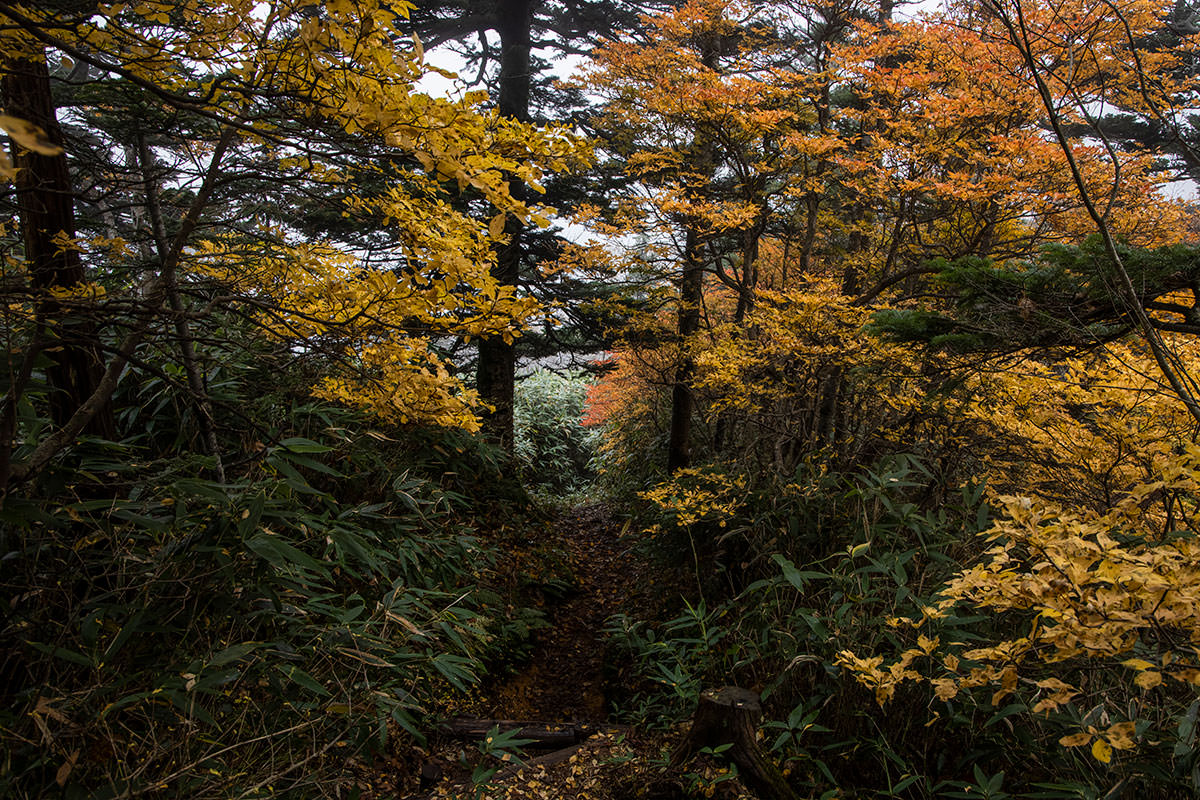 志賀高原赤石山-下りながら黄色い葉っぱが見える
