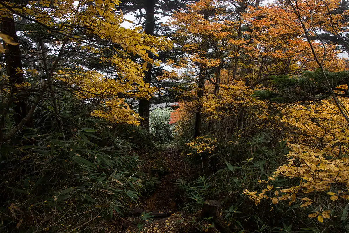 【志賀高原赤石山登山】志賀高原赤石山-下りながら黄色い葉っぱが見える