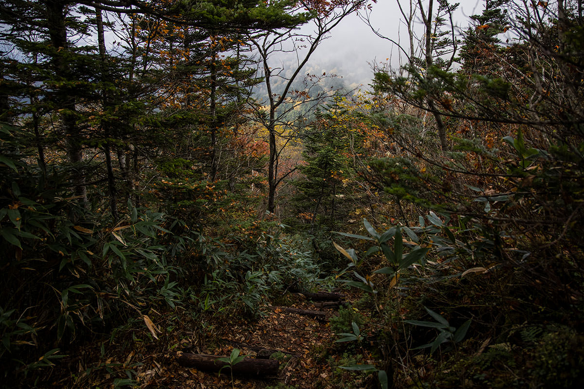 志賀高原赤石山-分岐から大沼池は急な下り坂