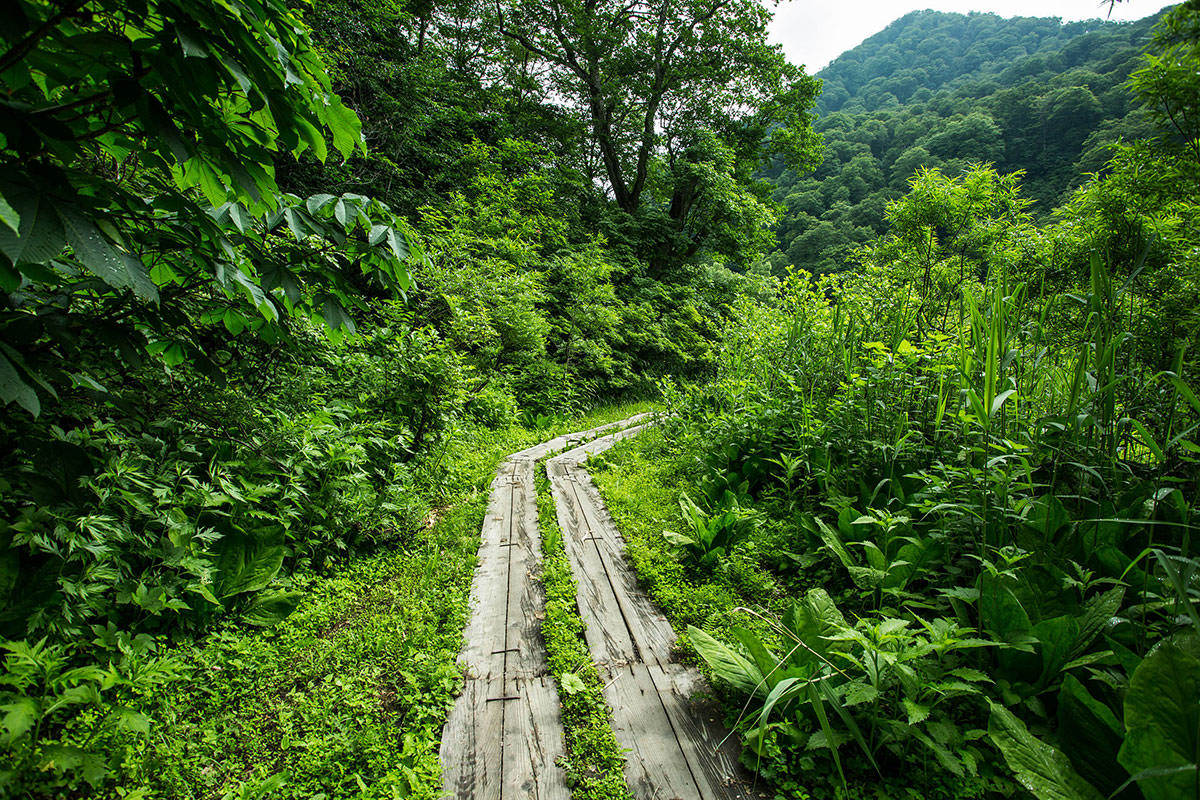 【雨飾山】登山百景-しばらく平ら