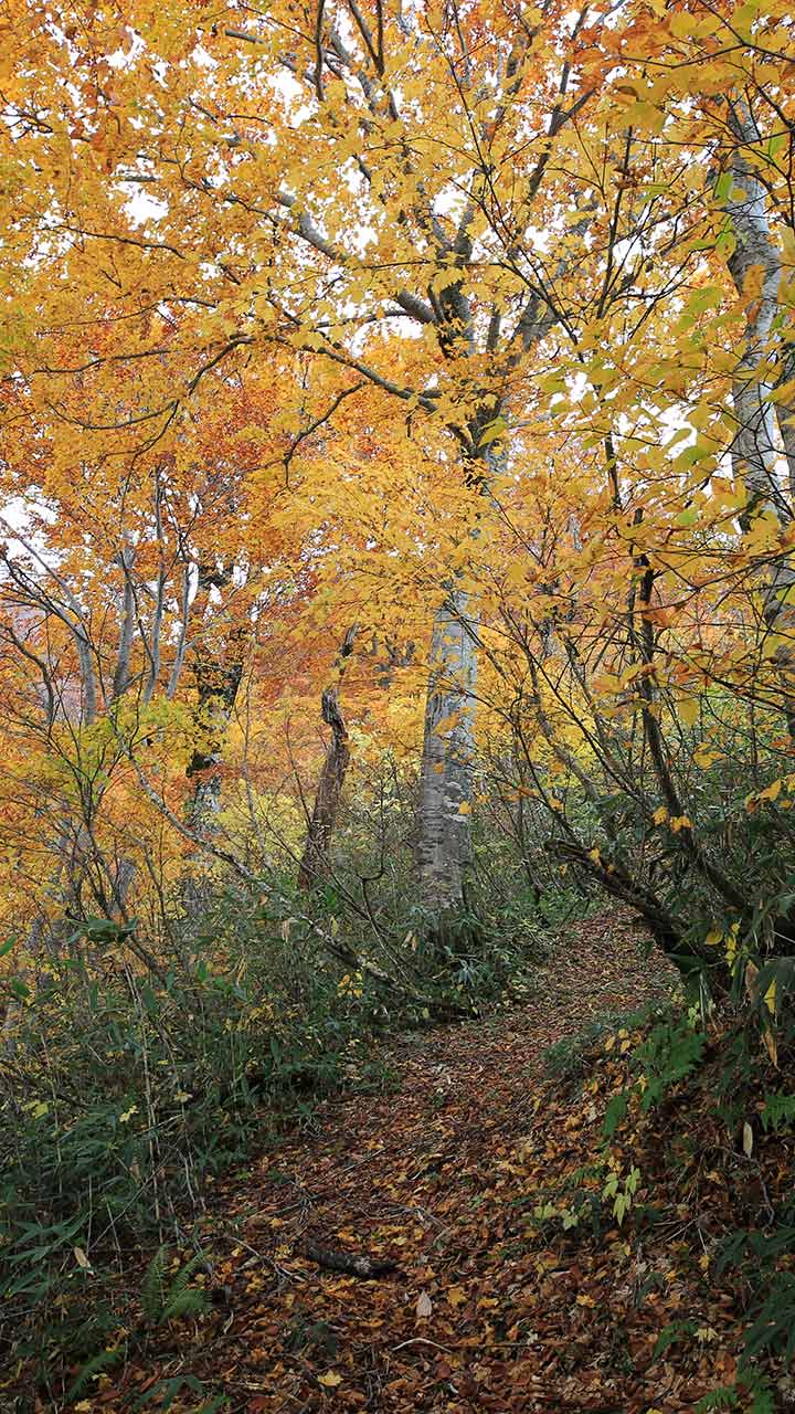 紅葉の雨飾山 （10月）｜大網コースから紅葉のブナ林を登る