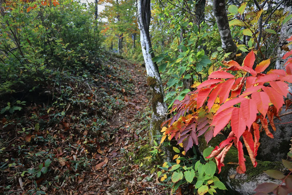 荒沢岳登山 荒沢岳-赤い葉っぱ