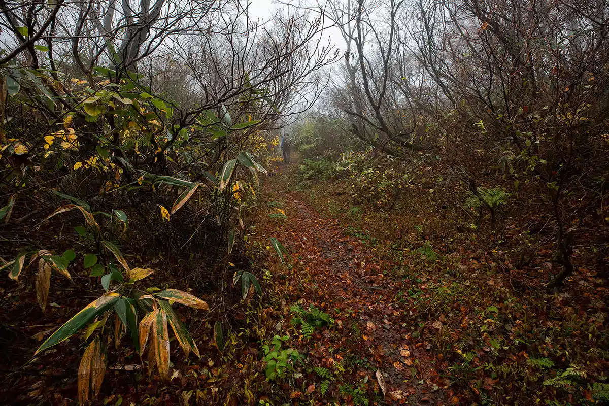 荒島岳登山 荒島岳-真っ白なガスガスの中、葉の落ちた木が多い