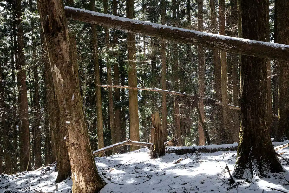 【武甲山登山】武甲山-森の中をあちこち見ながら下りる