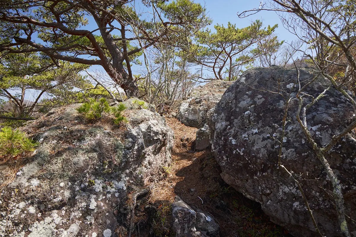達磨山登山 達磨山-すぐに岩がゴロゴロの尾根になる