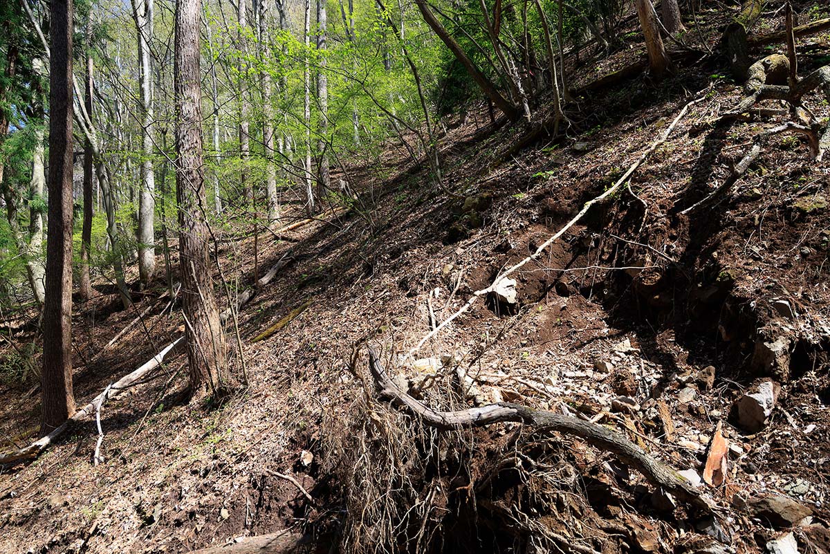 達磨山登山 ココを登るしかないか