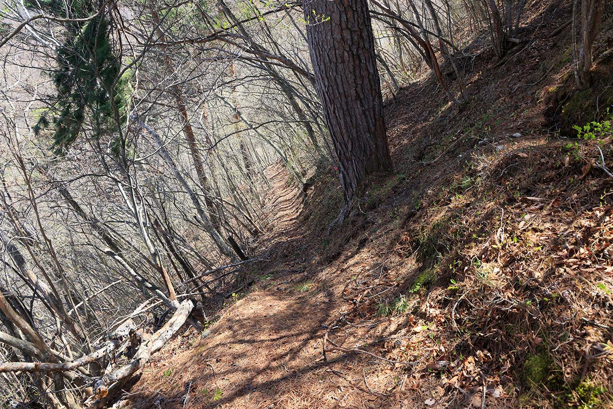 達磨山登山 ココを登るしかないか