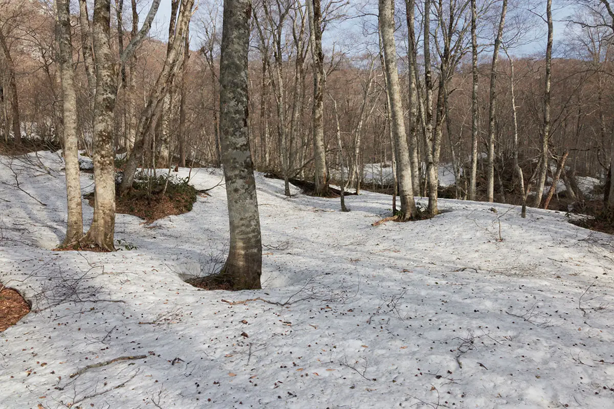 堂津岳登山 雪のブナ林は朝日がキレイ