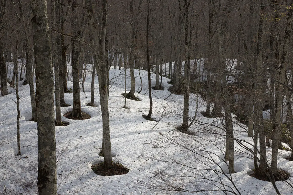 堂津岳登山 木の周りだけ雪が解けているのは春らしい