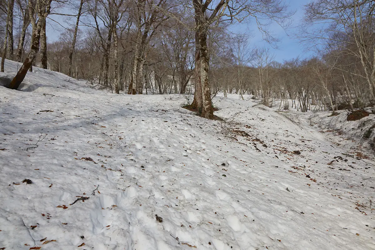 堂津岳登山 なかなかに急な斜面