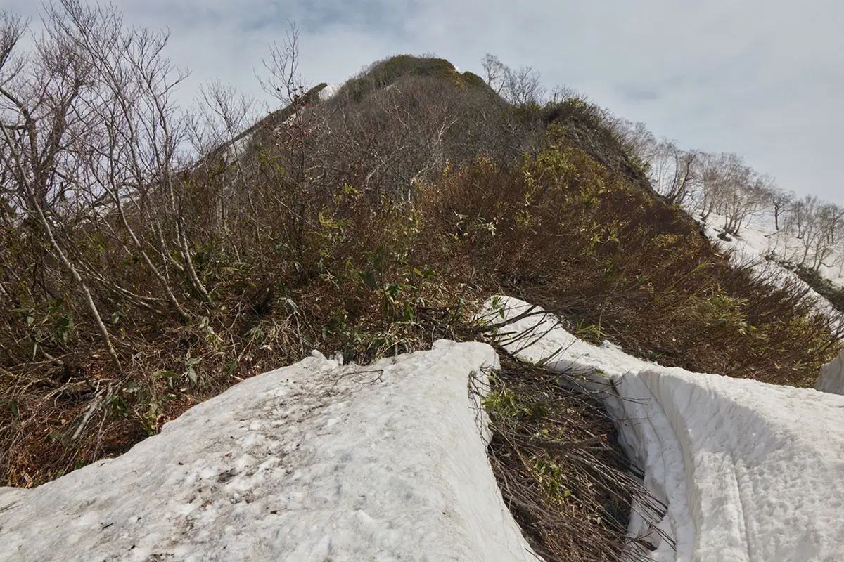 堂津岳登山 雪が切れて藪ゾーン