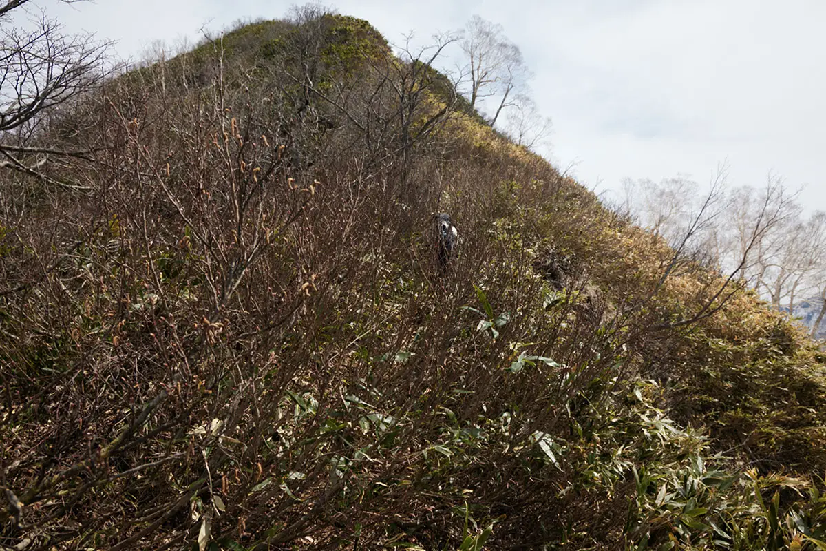 堂津岳登山 先行者が藪の中に消えた