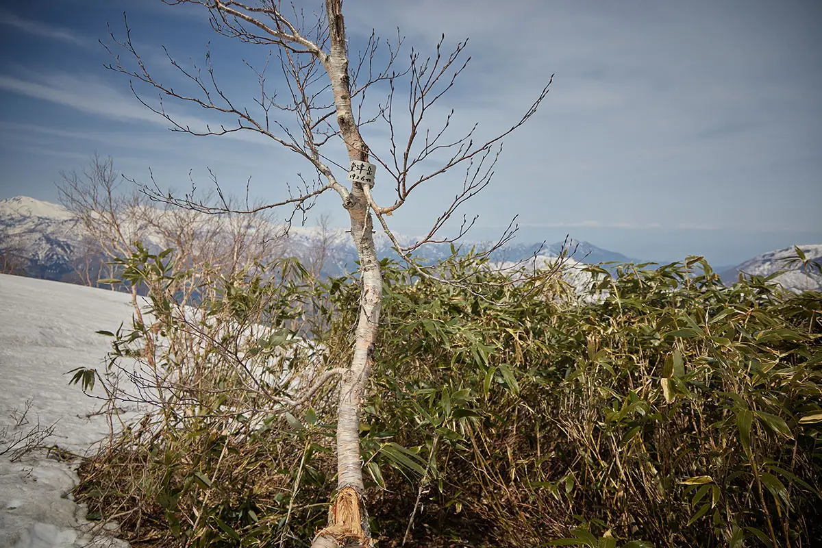 堂津岳登山 木の枝にも山頂標が付いていた