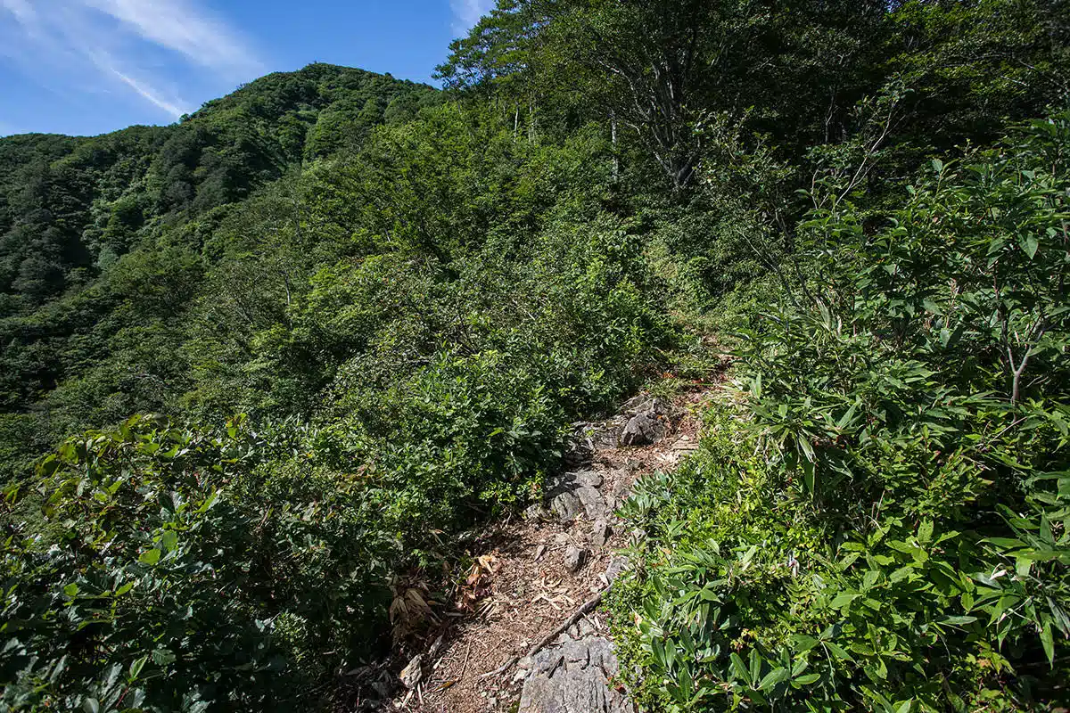 越後駒ヶ岳登山 越後駒ヶ岳-小倉山はまだ高い