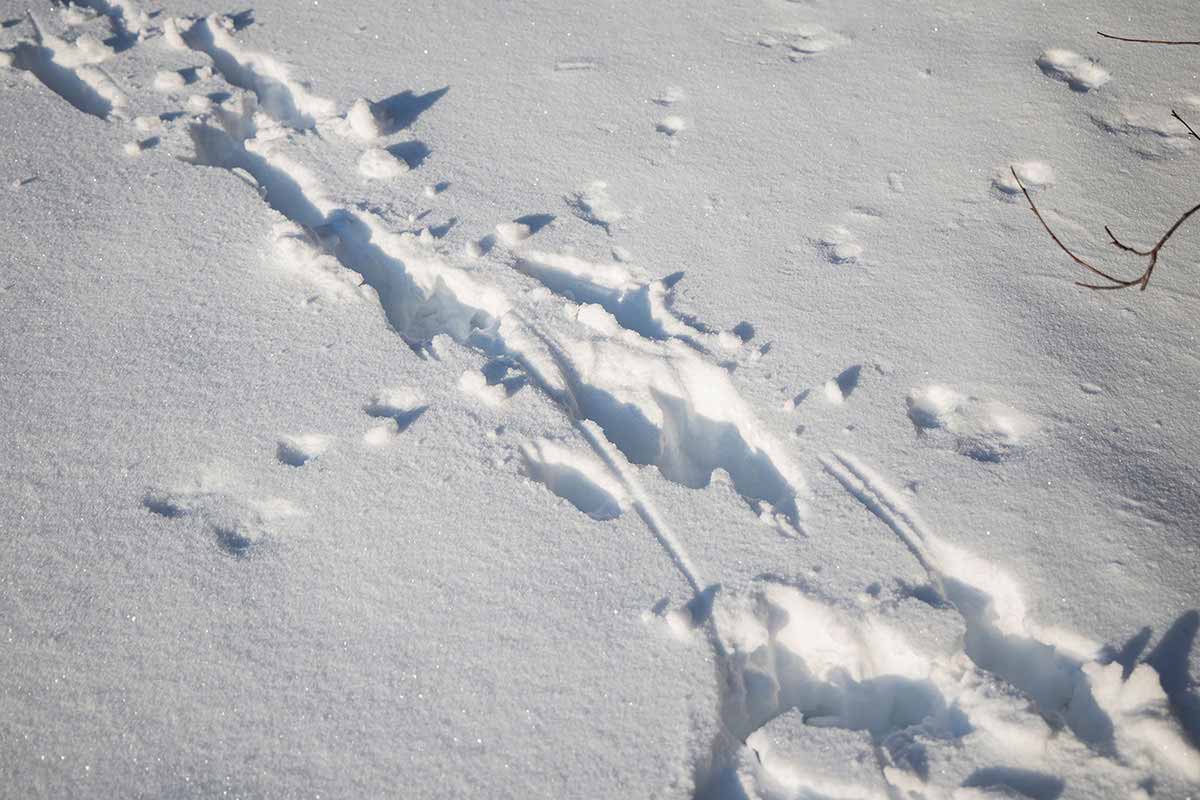 高妻山登山 あれ。獣っぽい。