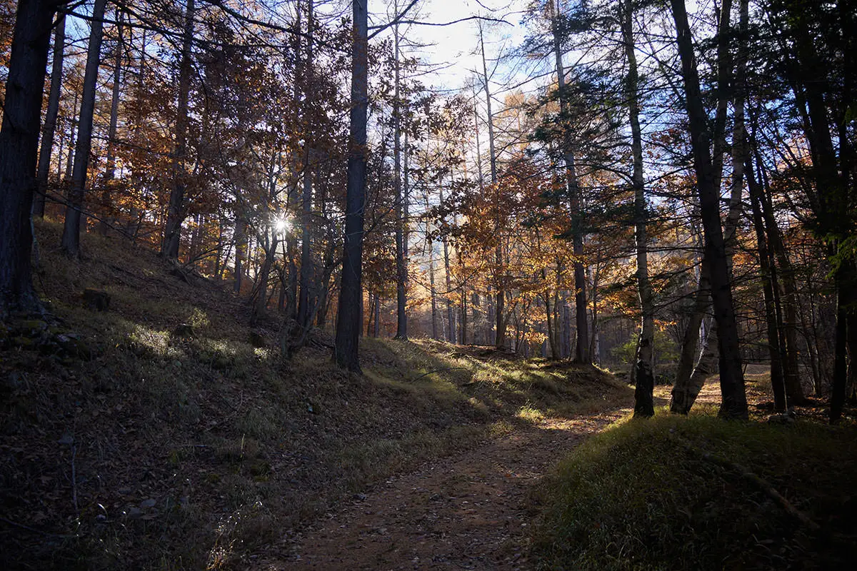 五郎山登山 しばらく林道を歩く