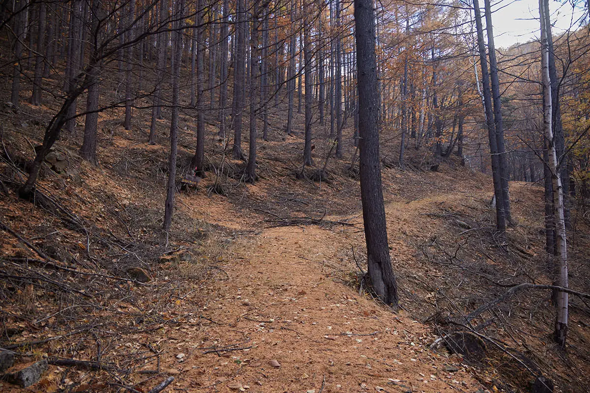 五郎山登山 林道も徐々に急な登りに変わってきた
