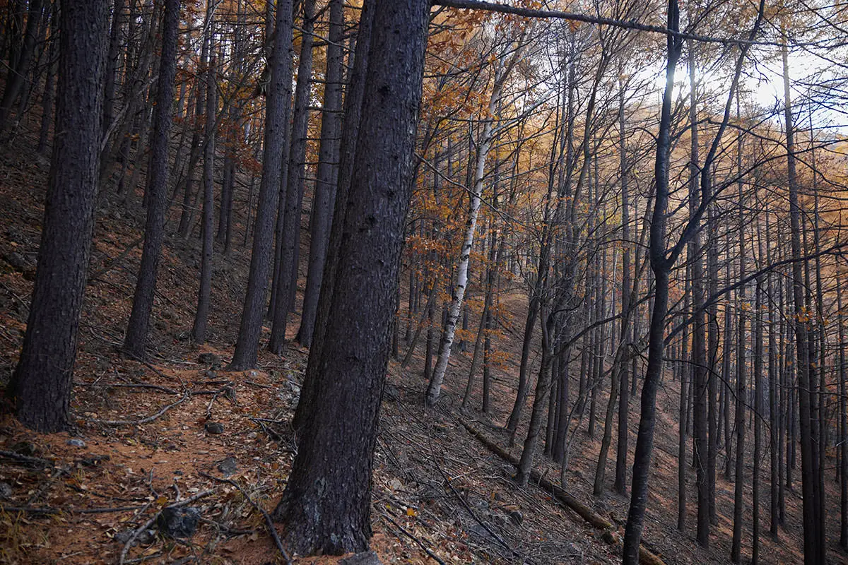 五郎山登山 落葉松に囲まれながら登る