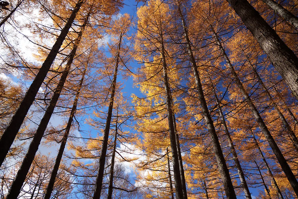 五郎山登山 見上げると青空が広がる