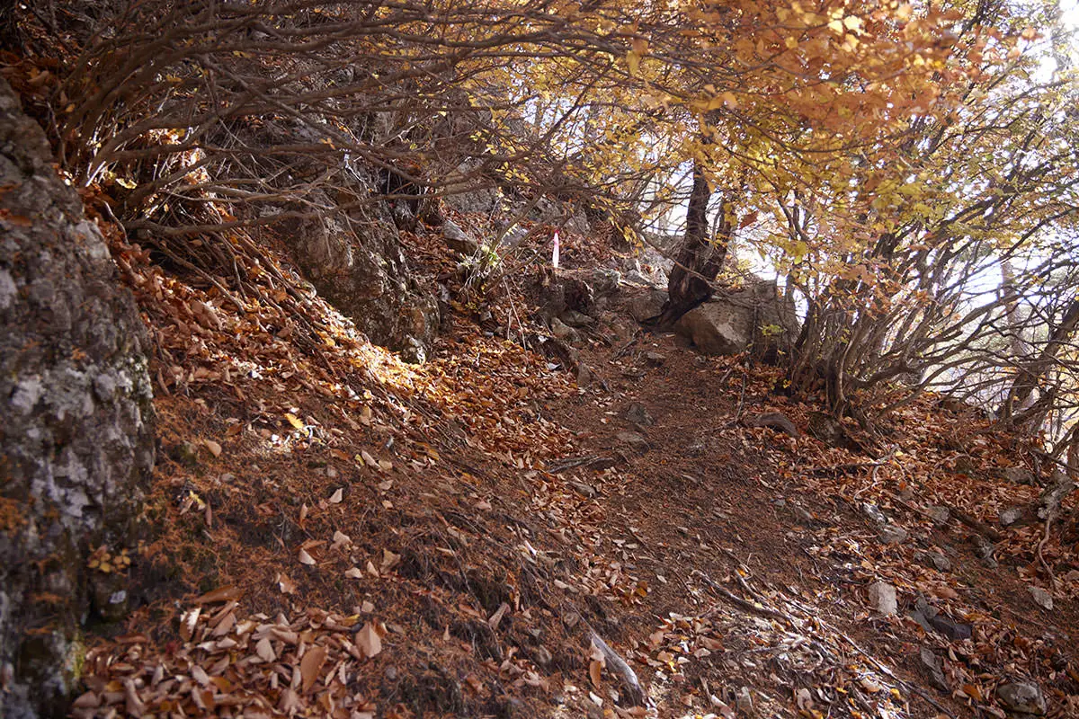 五郎山登山 葉っぱを潜るようにして登る