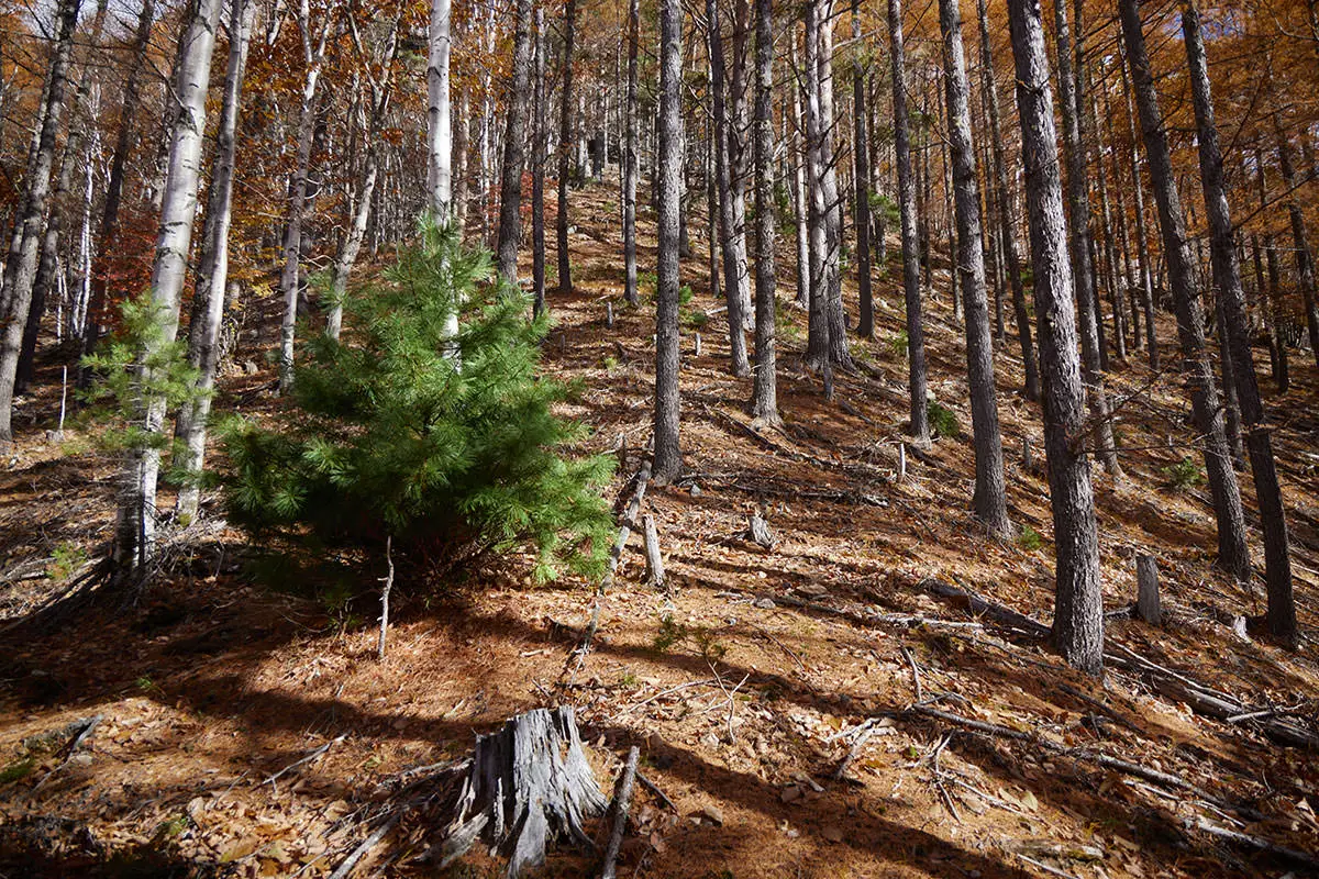 五郎山登山 さらに急な斜面になる