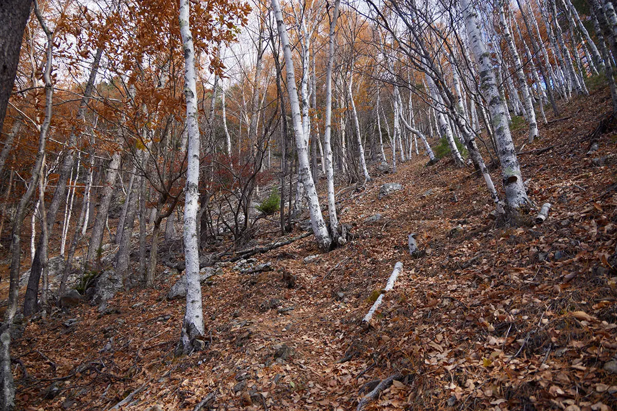 五郎山登山 落葉松から植生が変わって白樺が増えた
