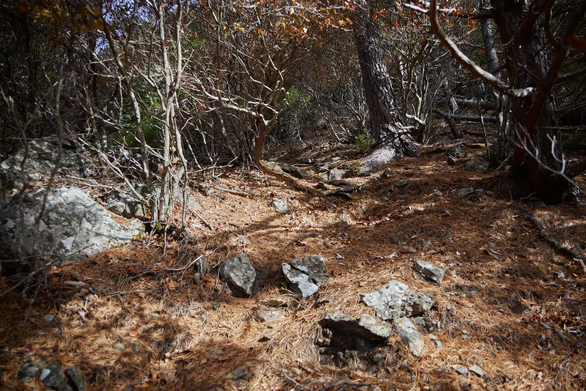 五郎山登山 細い枝の間を過ぎる