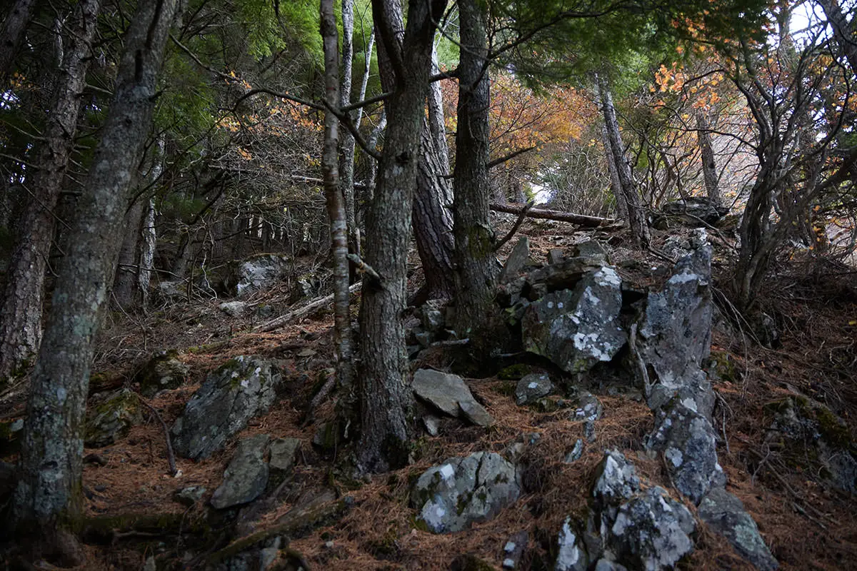 五郎山登山 尾根上に出た