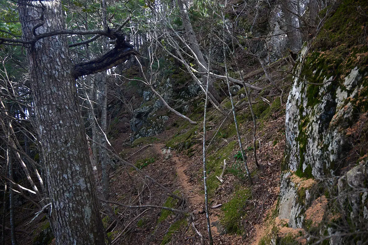 五郎山登山 薄暗い登山道に変わった