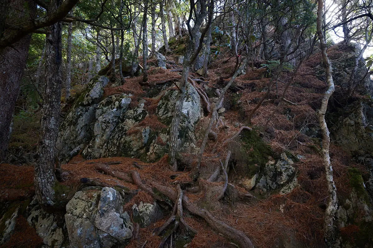 五郎山登山 木の間の段差を登る
