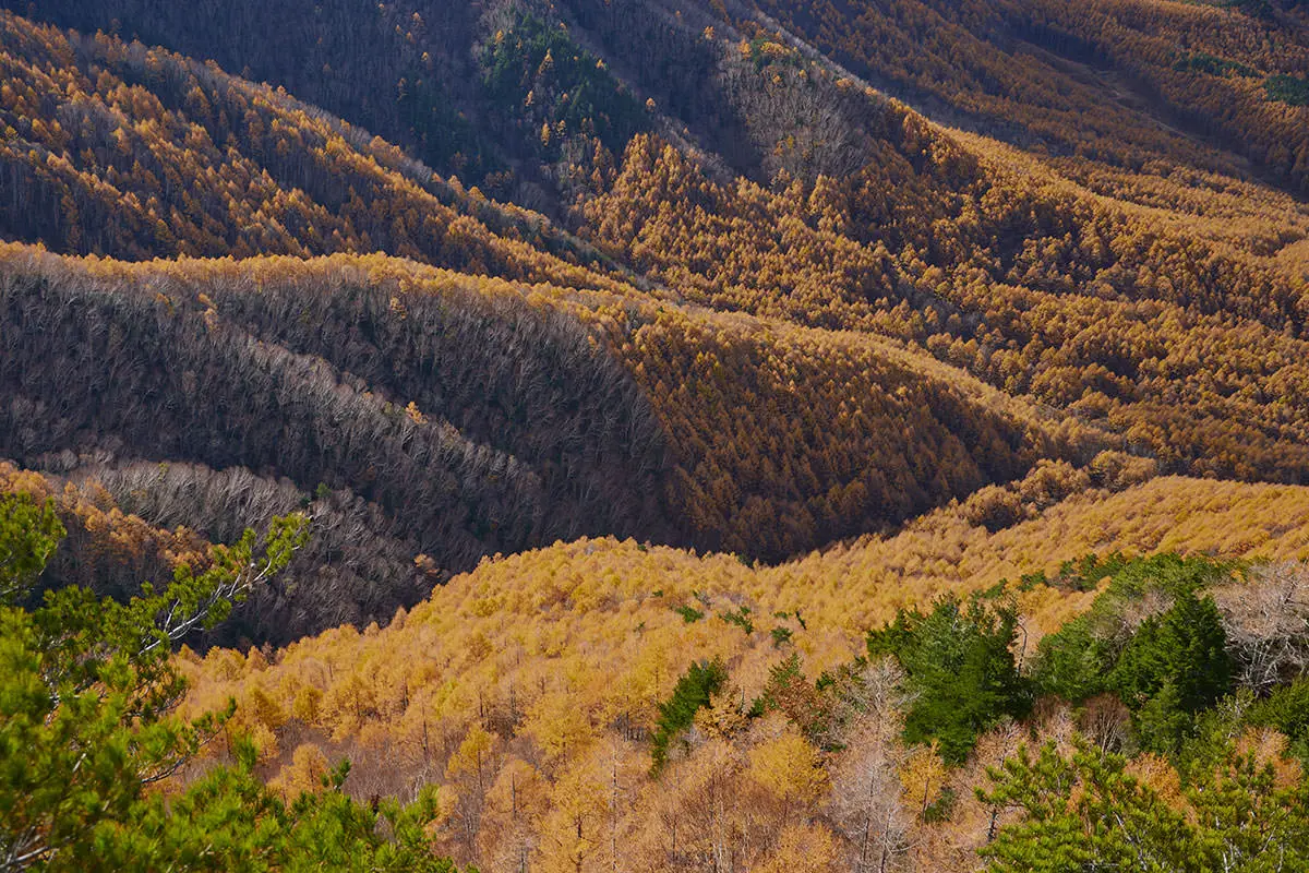 五郎山登山 真下に見える落葉松はくっきりしてる