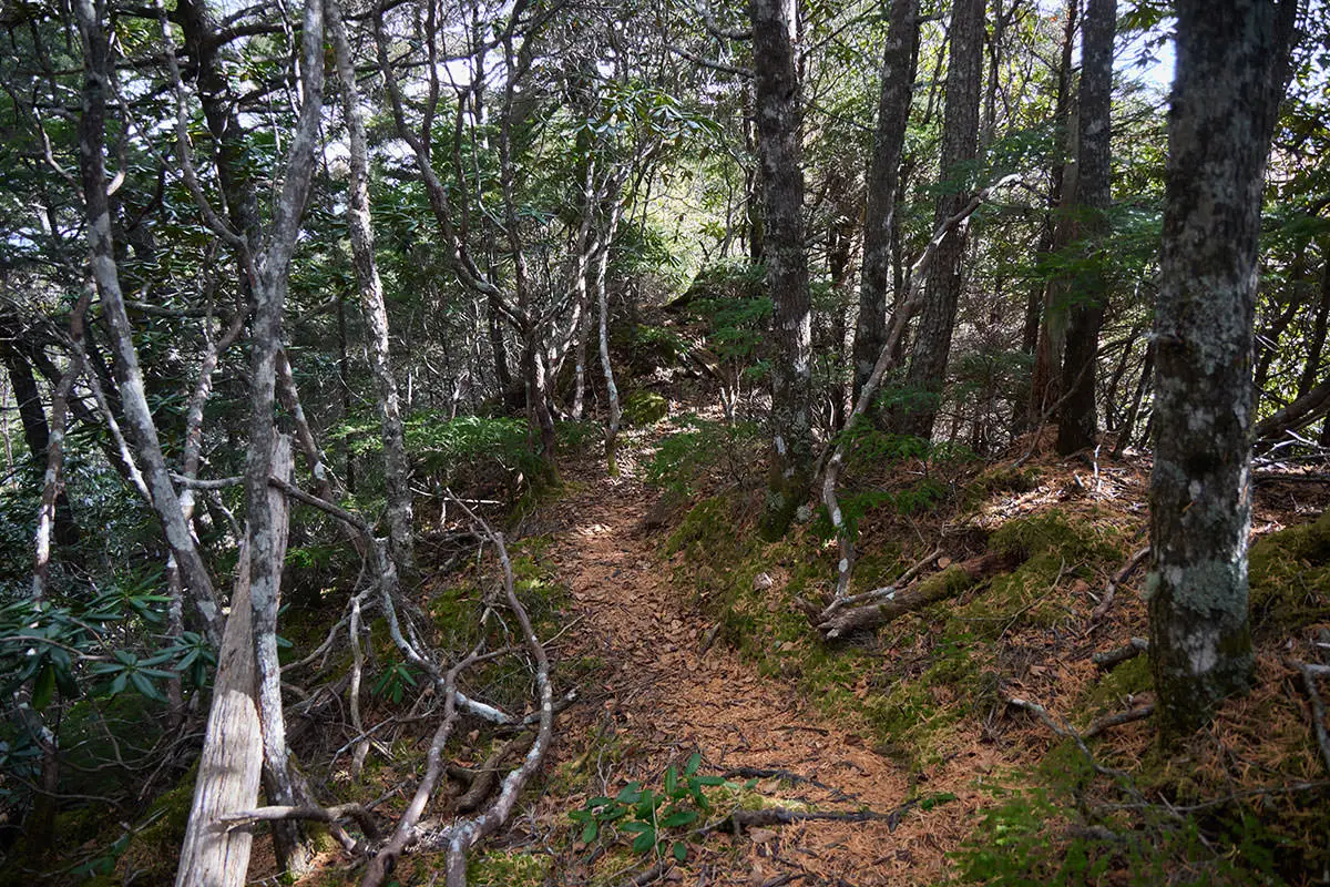 五郎山登山 木々の中を歩く