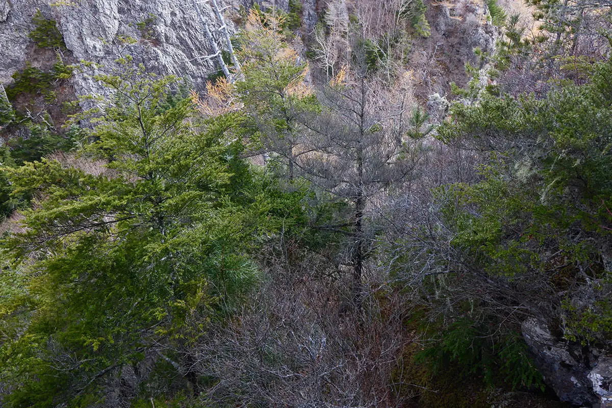五郎山登山 鞍部へと下りる