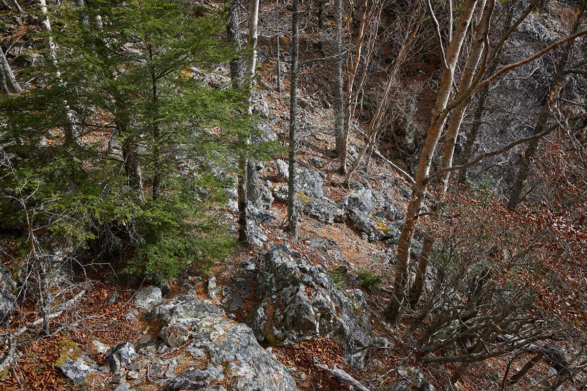 五郎山登山 鞍部に着いた